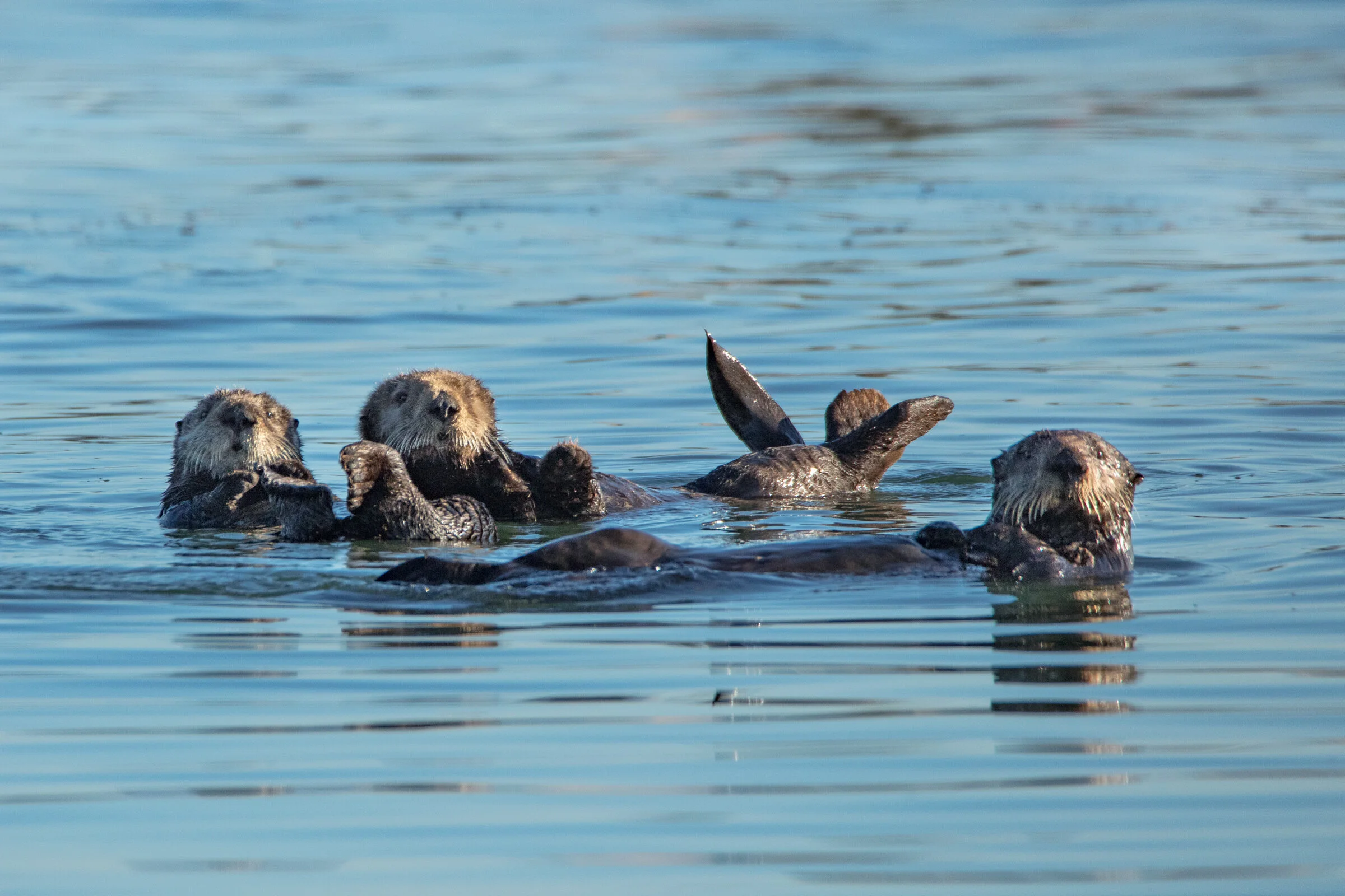 0713 Threes a Crowd.JPG