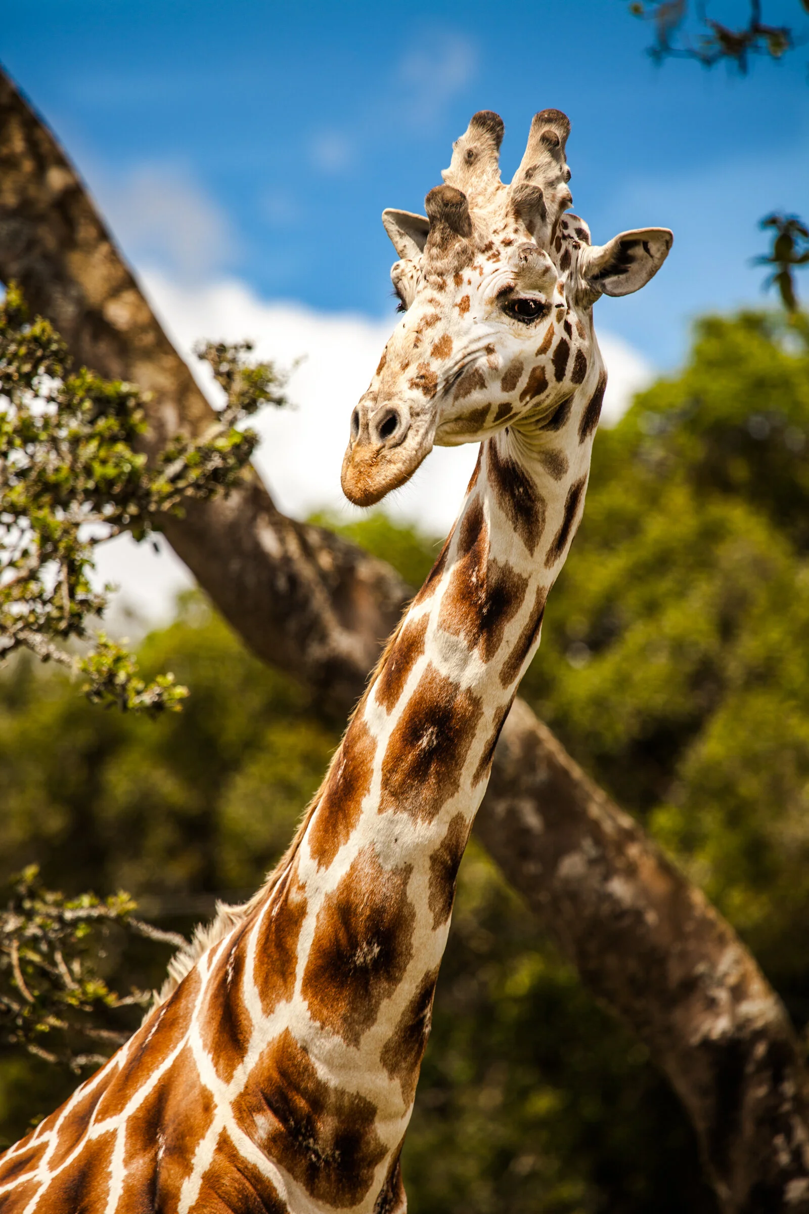 0510 Rothschild Giraffe.JPG