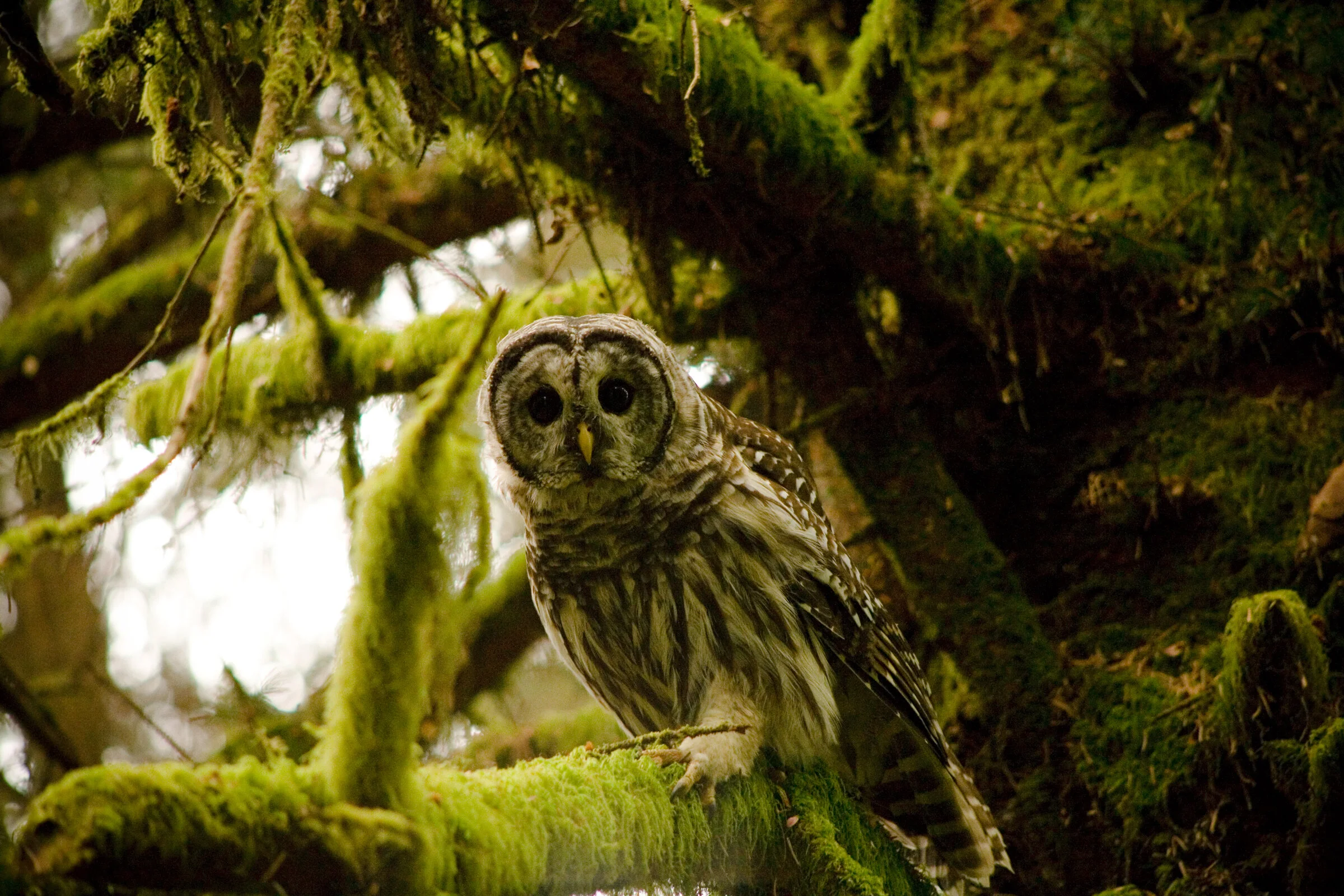 0143 Ruler of the Trees.JPG