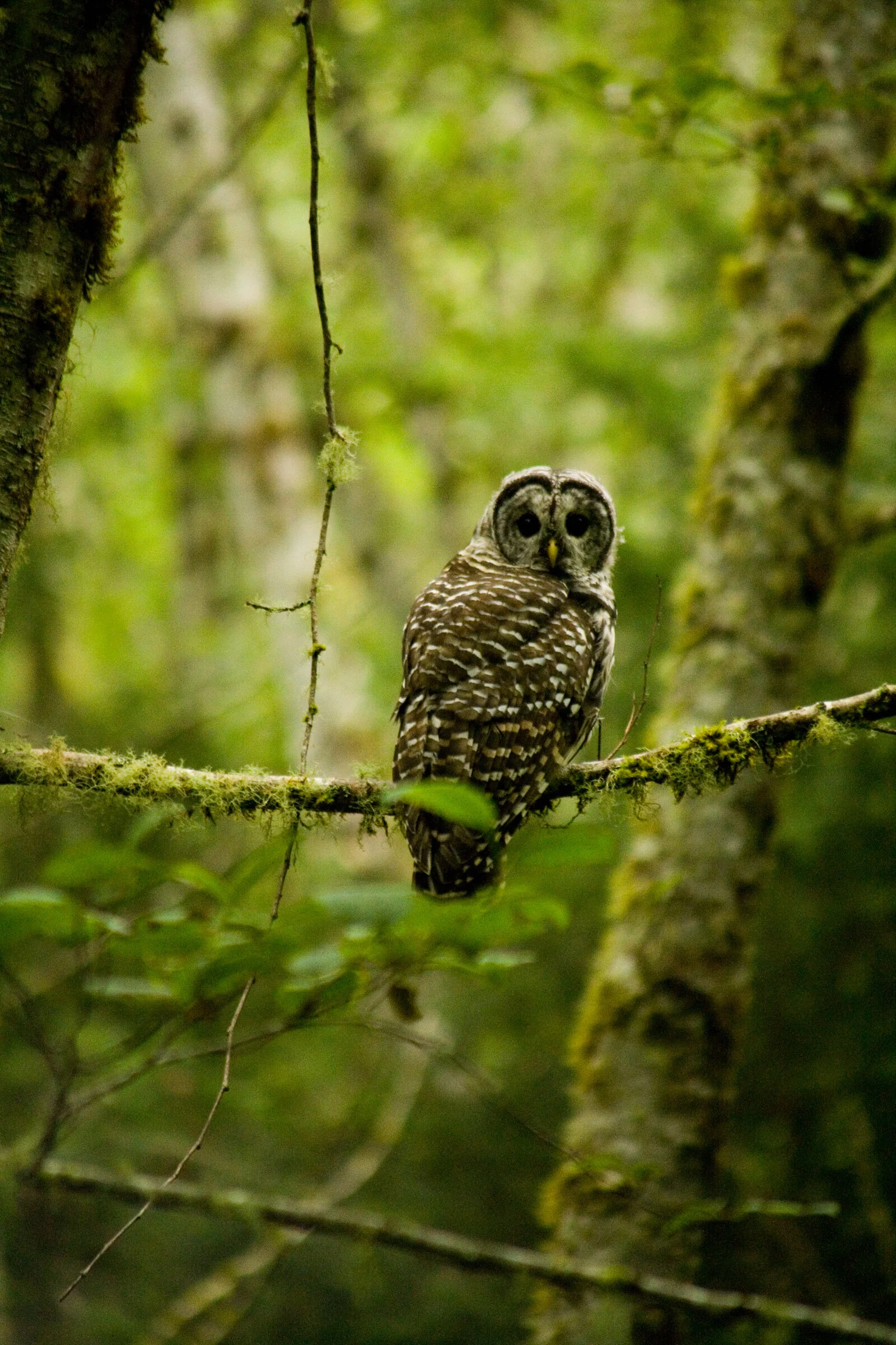0142 Eyes of the Trees.JPG