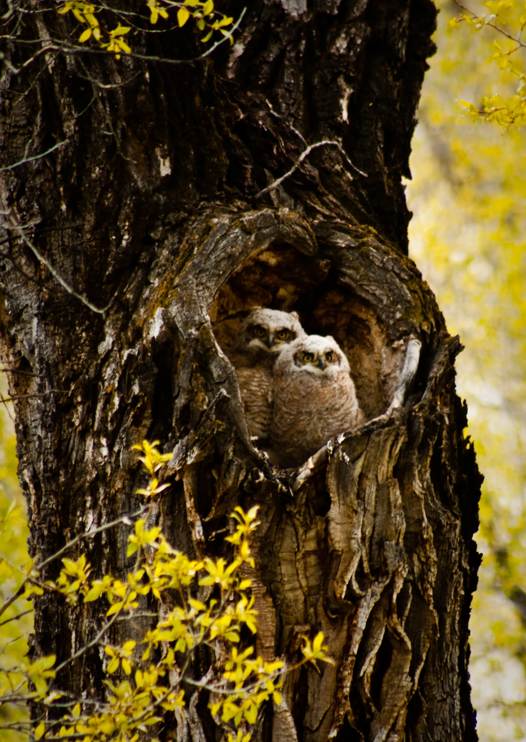 0193 Love Nest.JPG