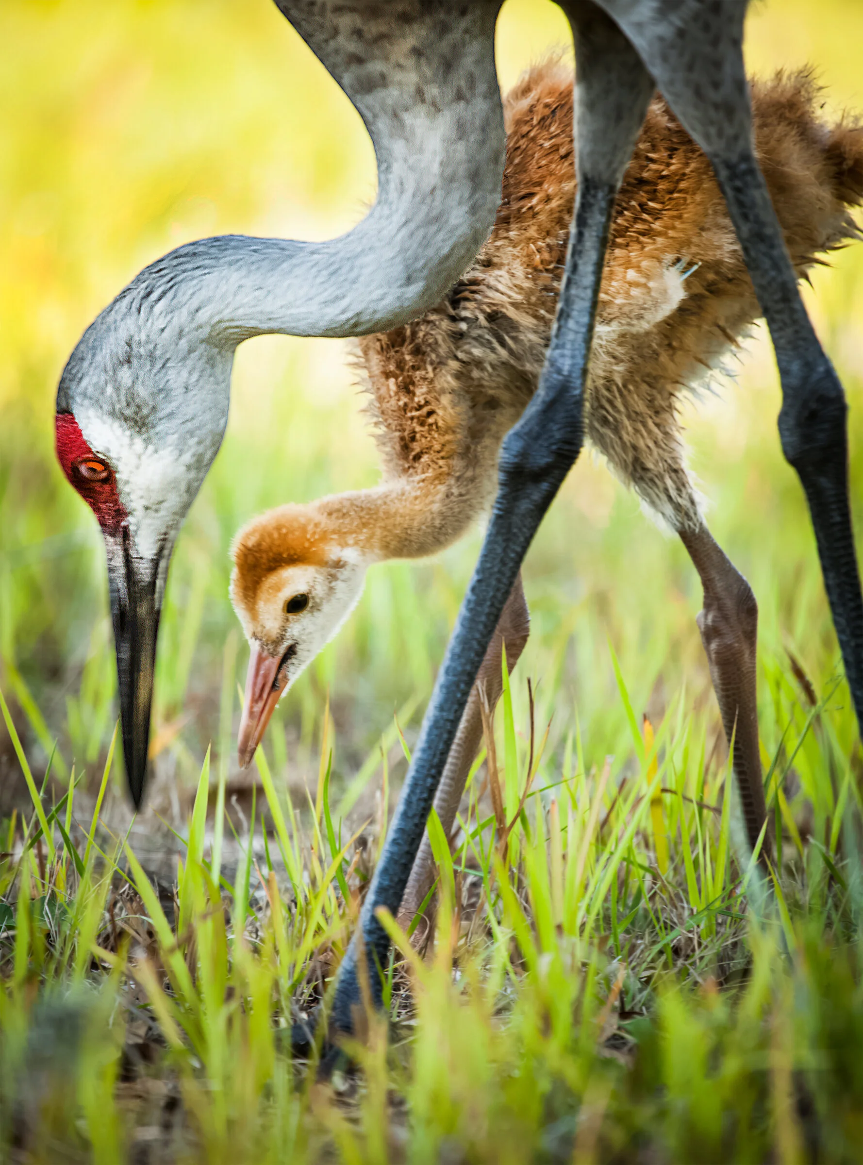 0415 Watch and Learn.JPG