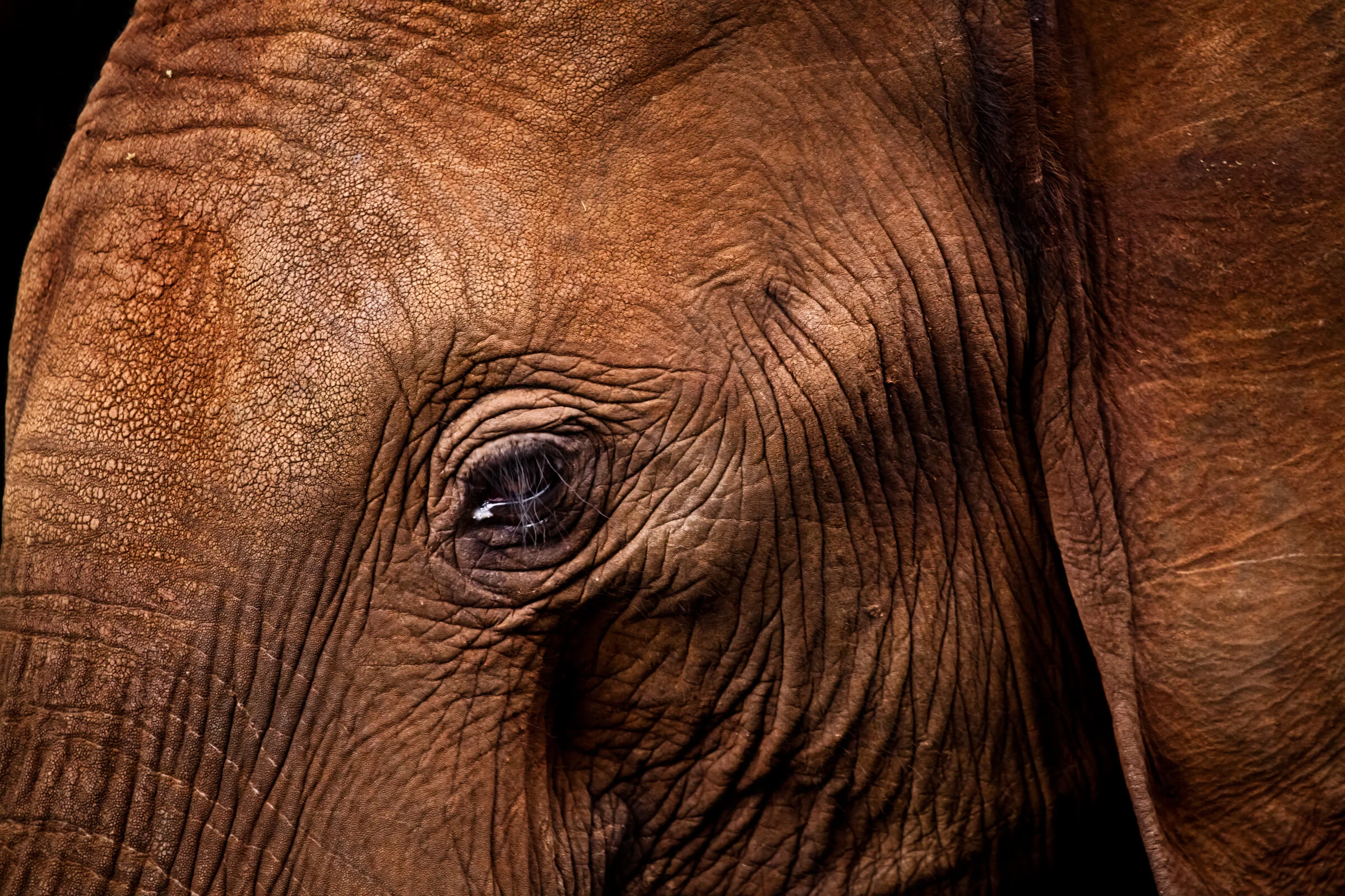 0306 Eye of the wild.JPG