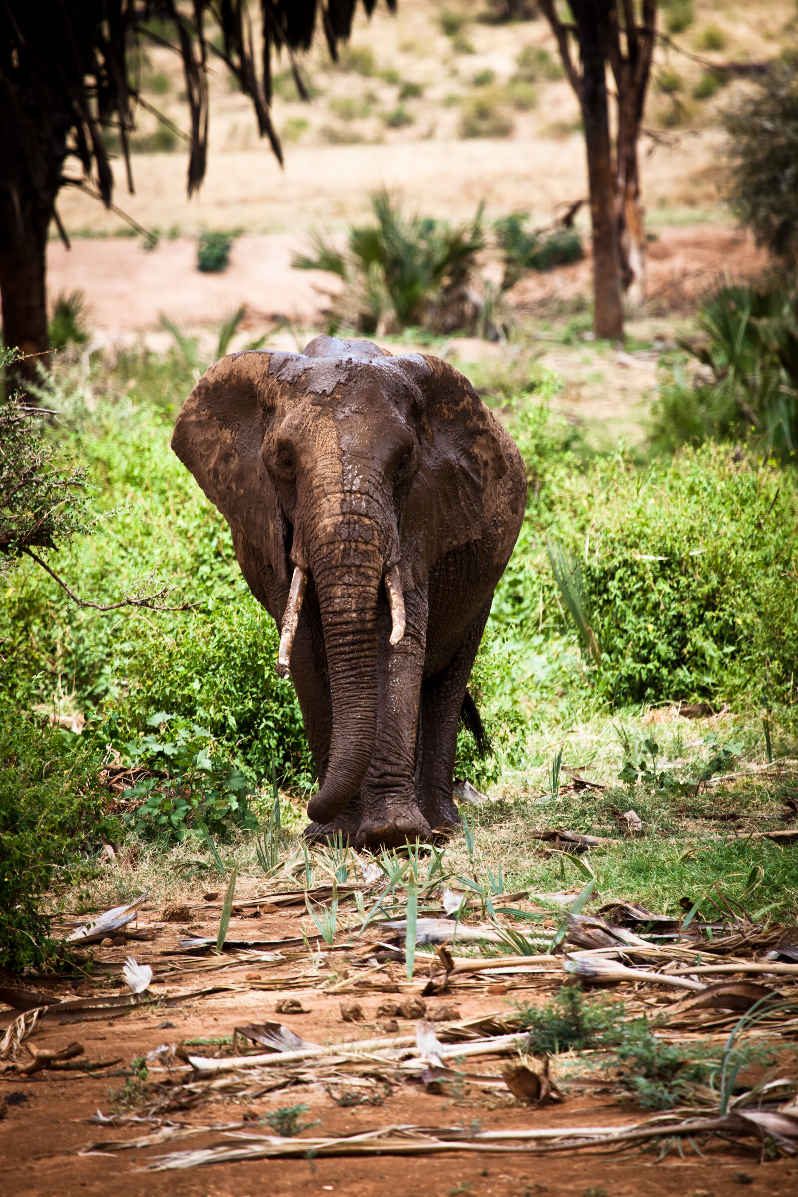 0307 Walk on the Wild side.JPG