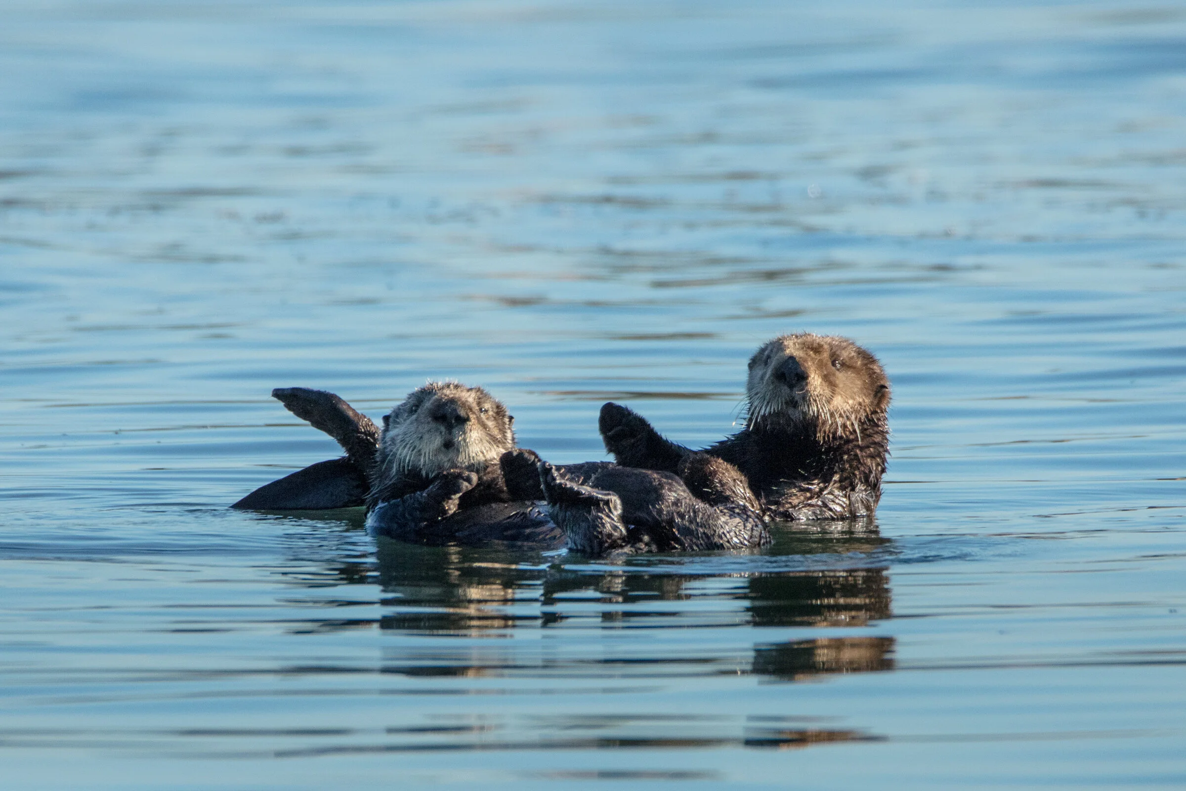 0689 Cuddle Party.JPG