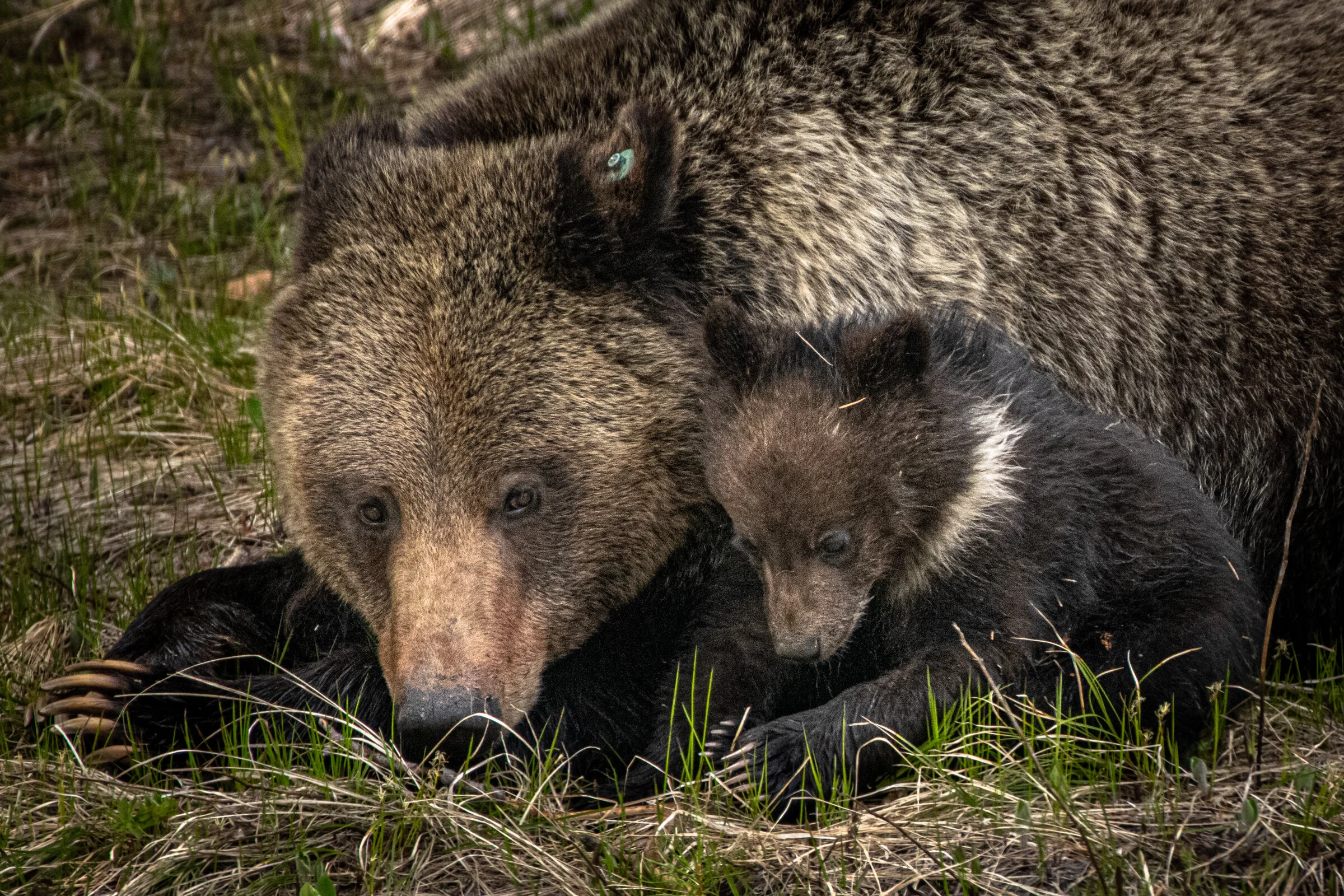 0794 Safe By Your Side.JPG