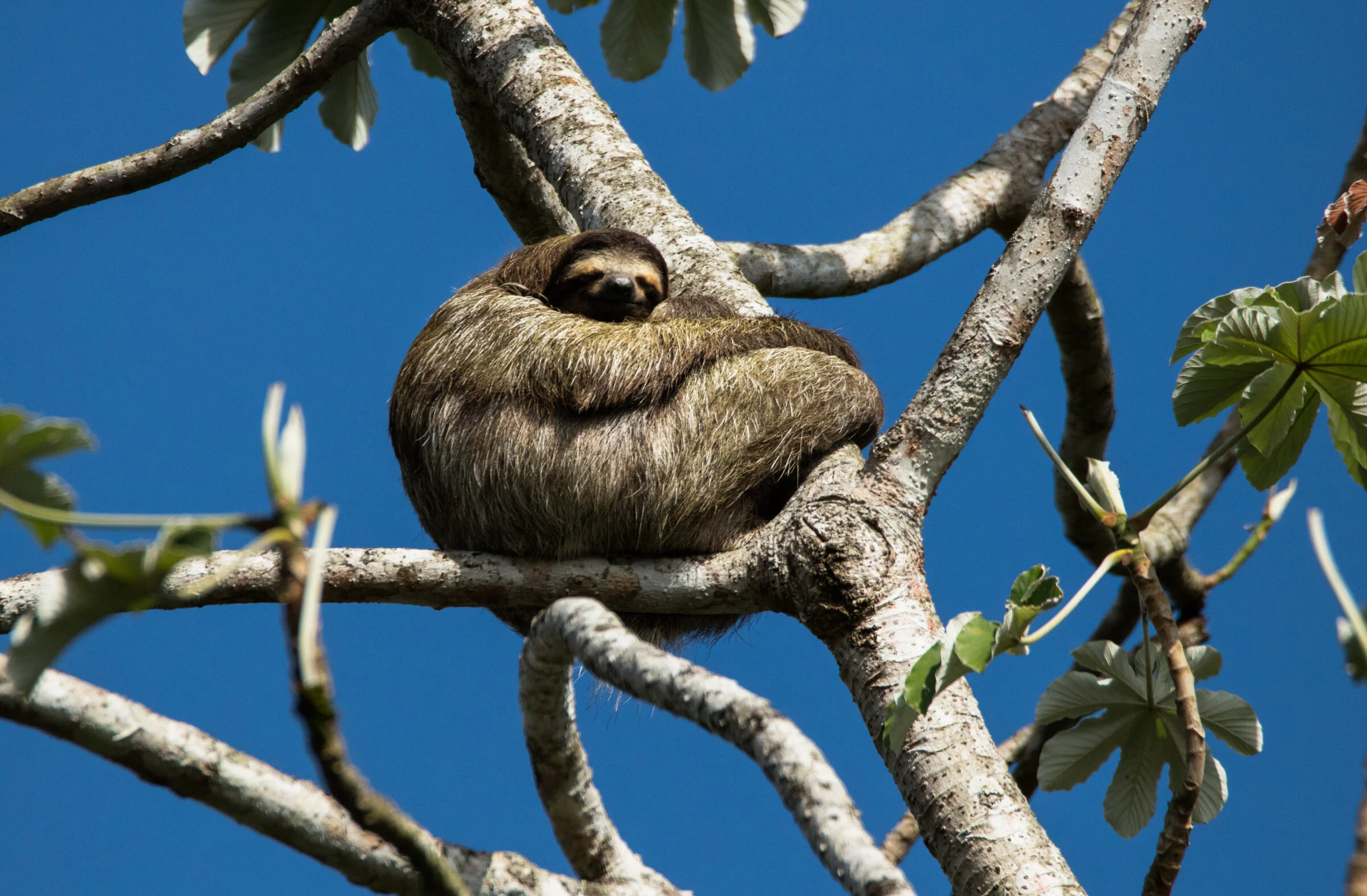 0786 Tree Top Napper.JPG