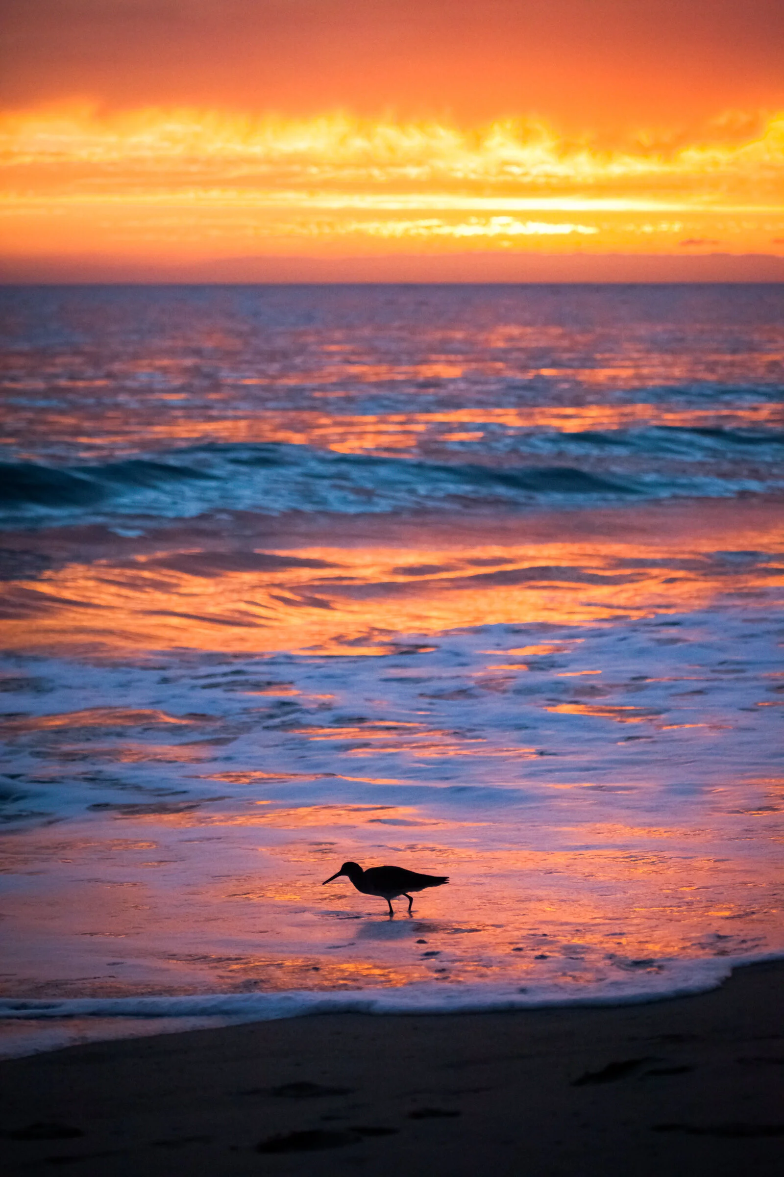 0397 Sandpiper at sunset.JPG