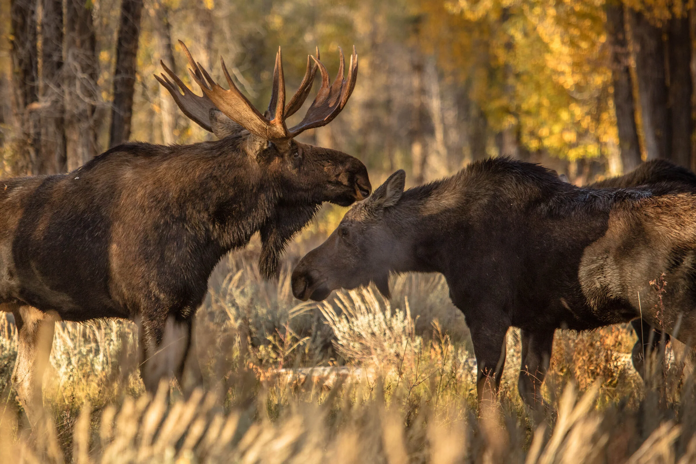 0685 A Kiss For My Lady.JPG
