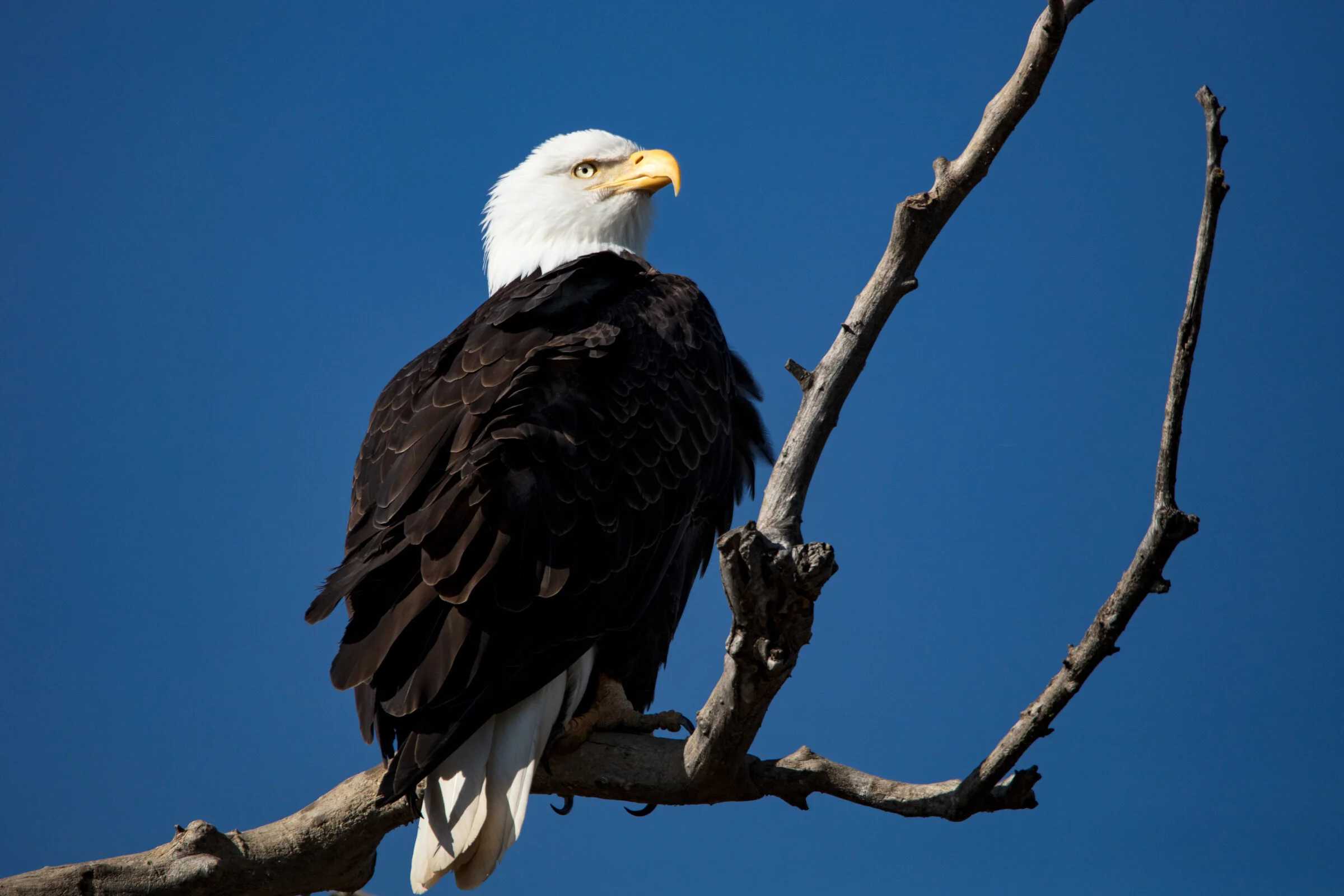 0684 Liberty.JPG