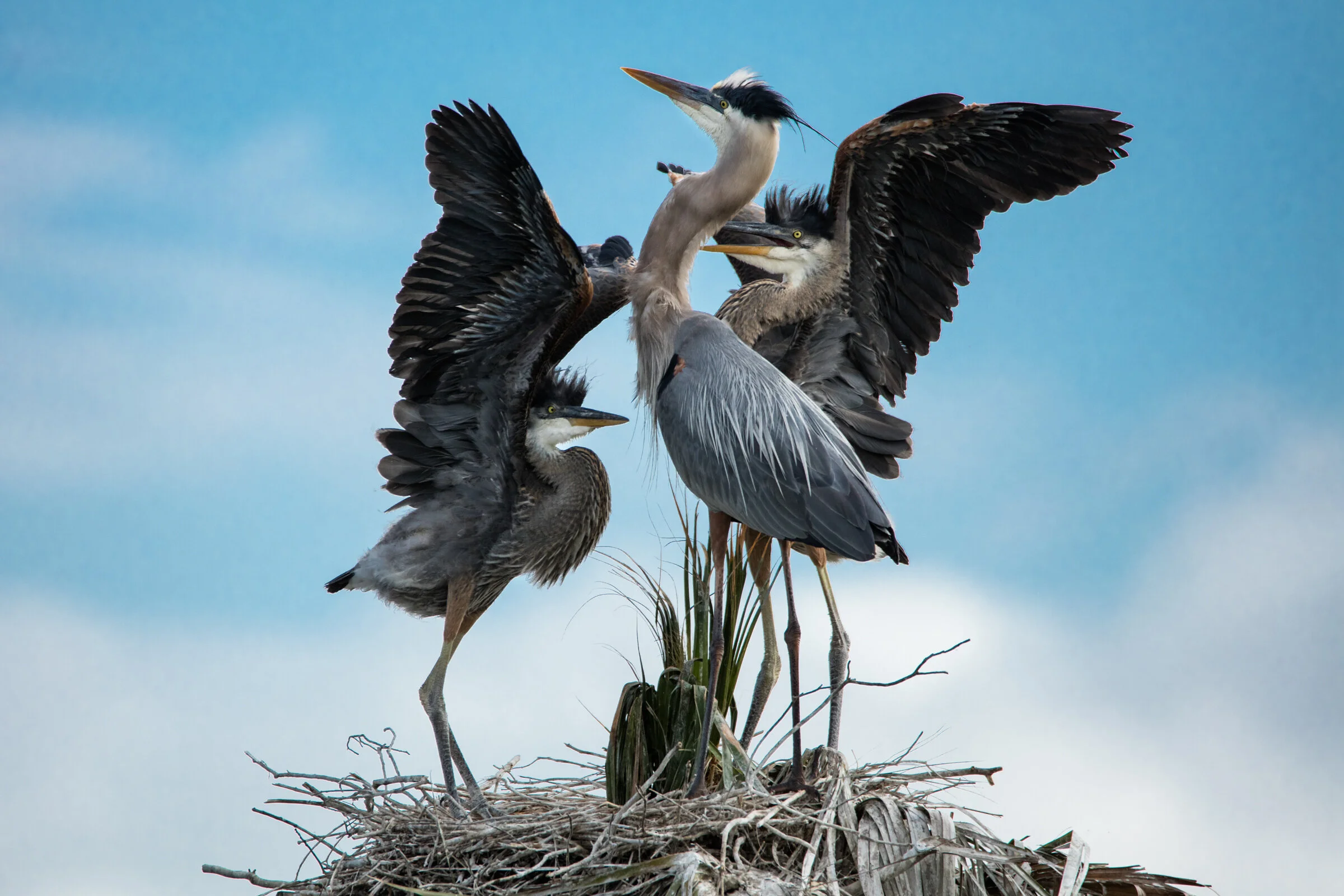 687 Feeding Time.JPG