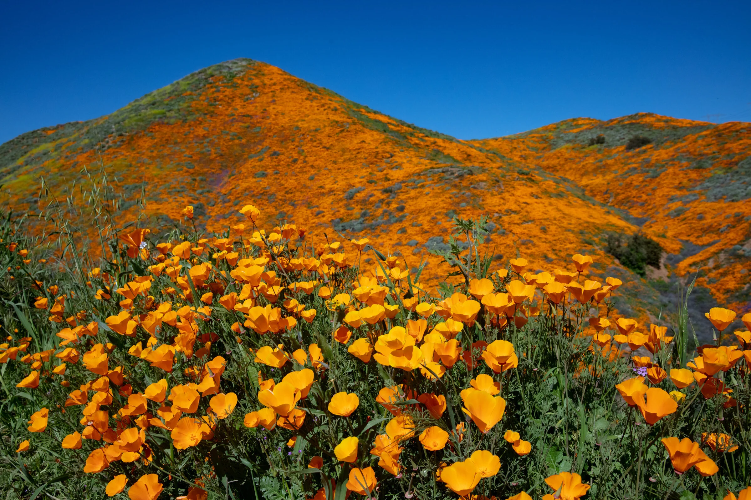 0740 California Poppie Explosion.JPG