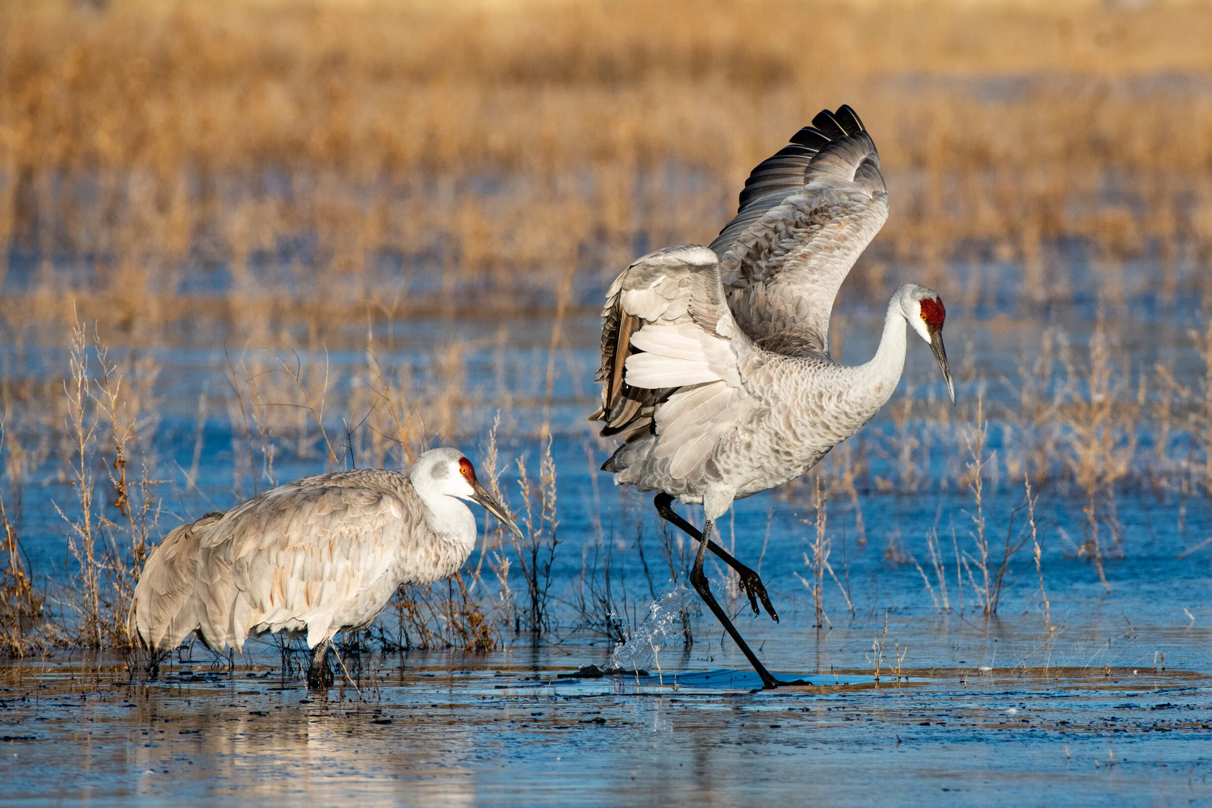 0732 Ice Breakers.JPG