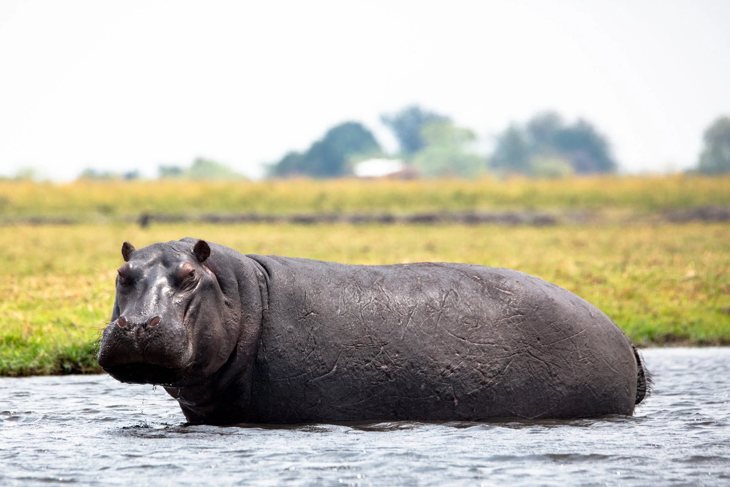 0744 Wading Hippo.JPG