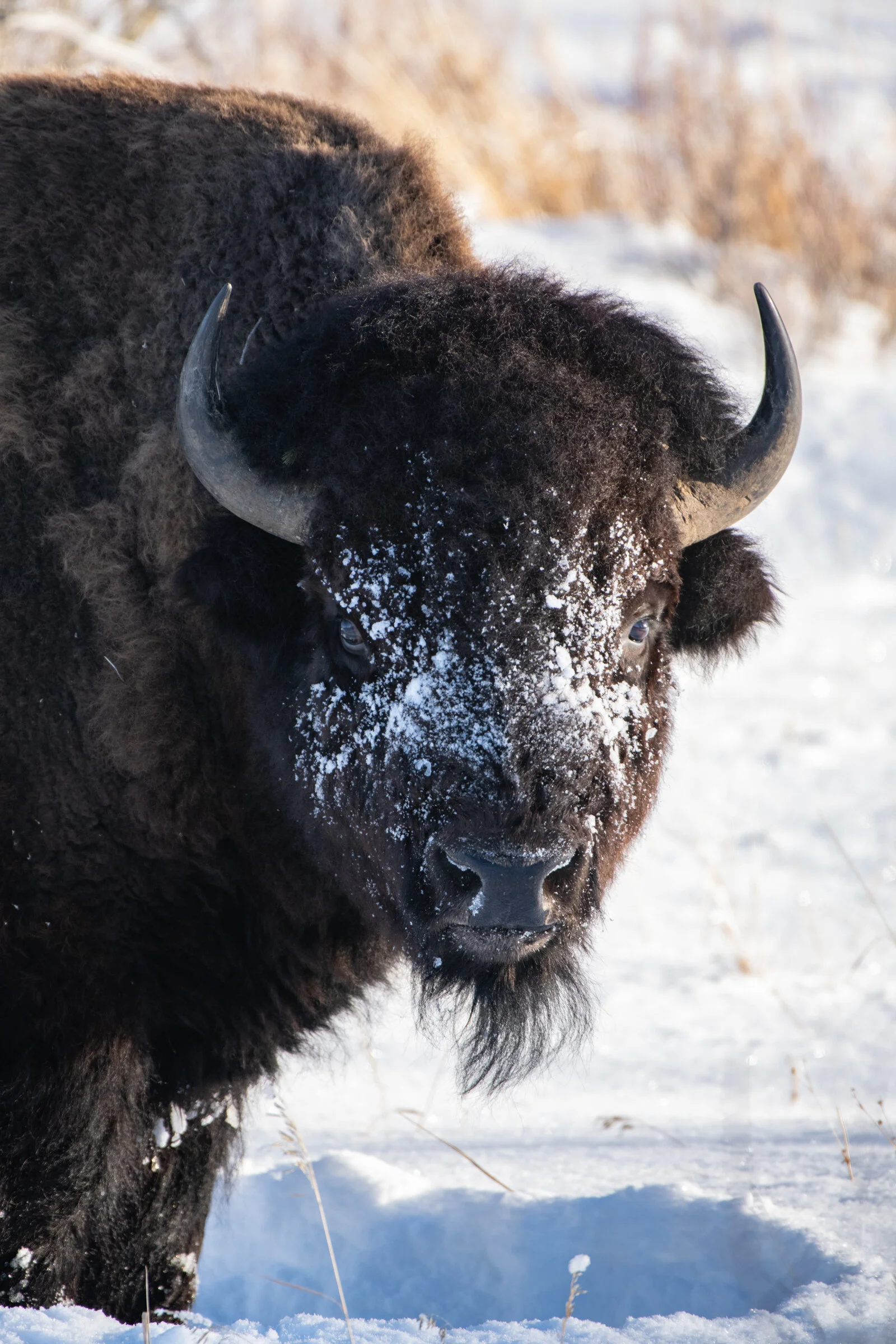 0733 Winter Bison.JPG