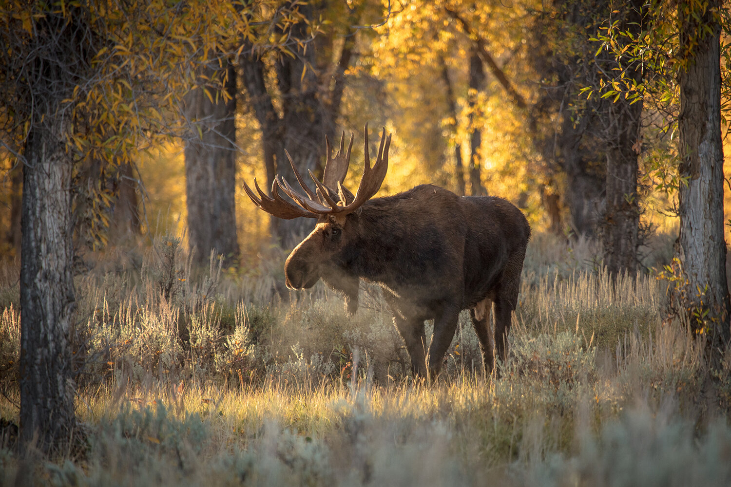 Early Morning Moose.jpg