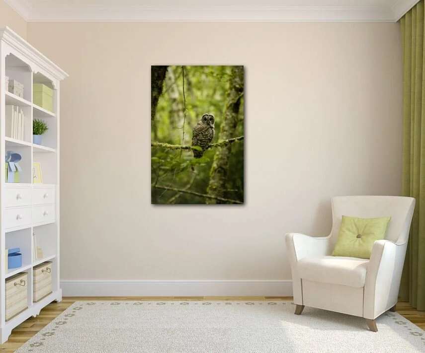 Eyes of the Trees.JPG