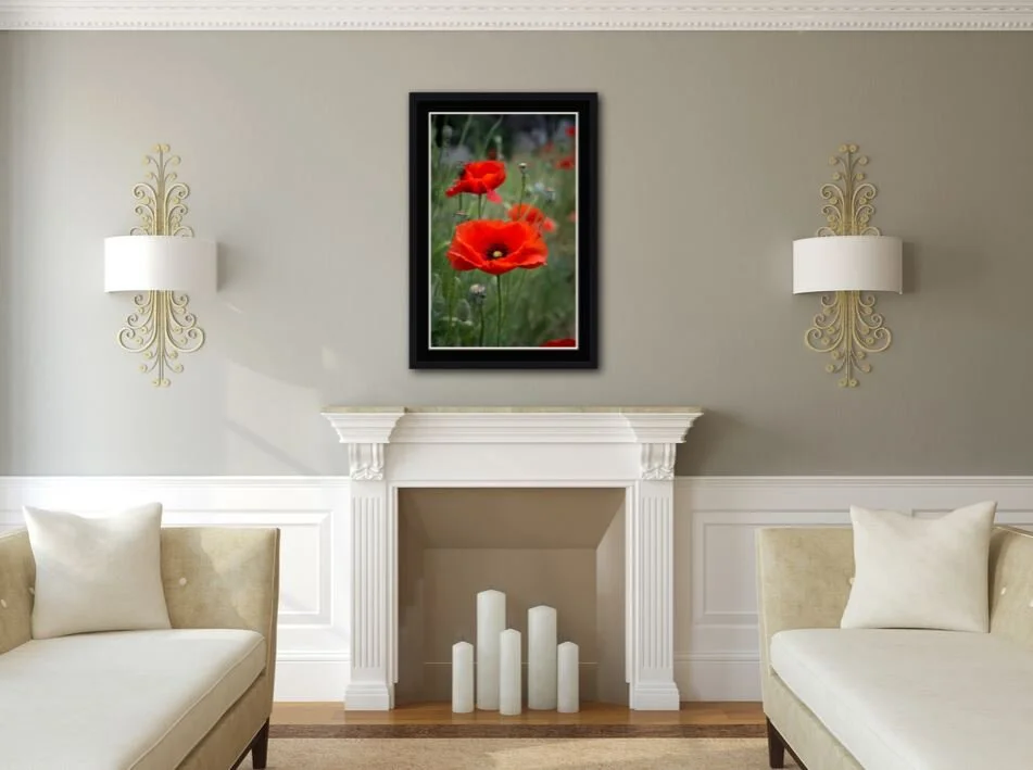Red Poppy.JPG