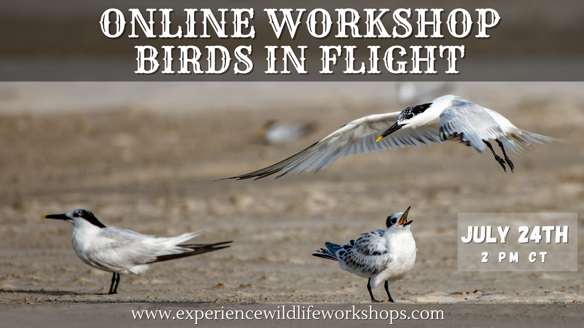 How to Photograph Birds in Flight