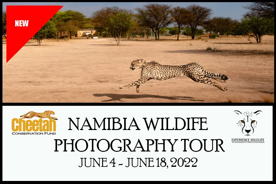 Experience Wildlife: Namibia Photo Tour