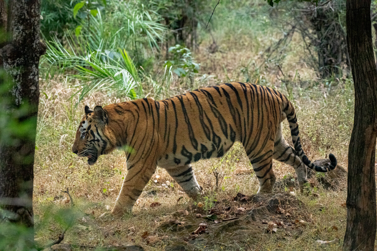 International Tiger Day