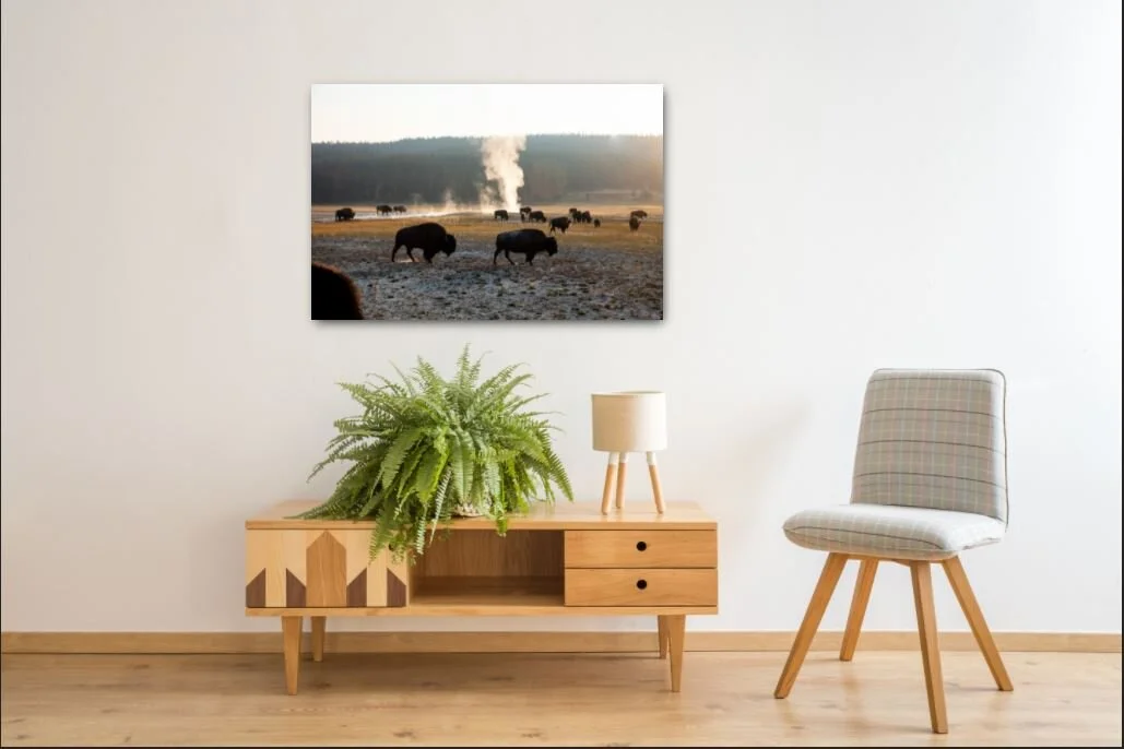 Bison Yellowstone.JPG