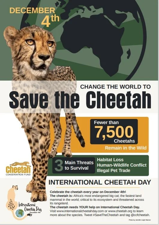 International Cheetah Day