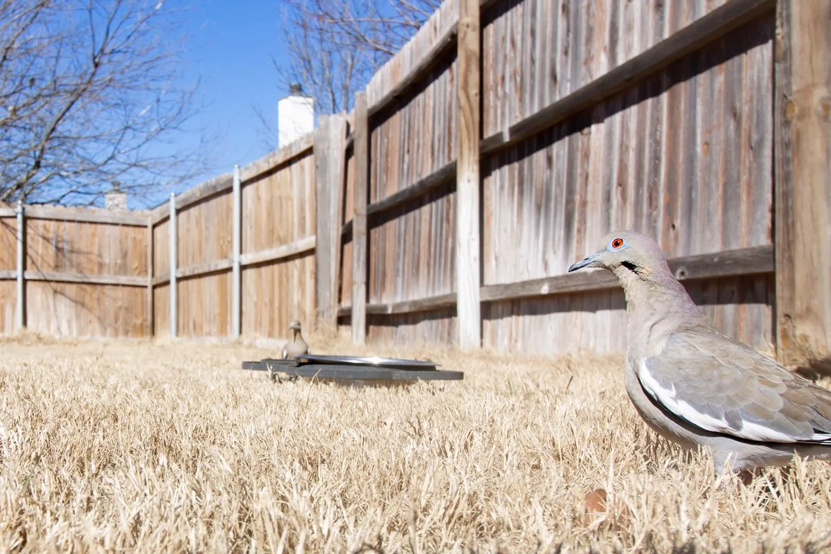 Adventures in DSLR Camera Trapping