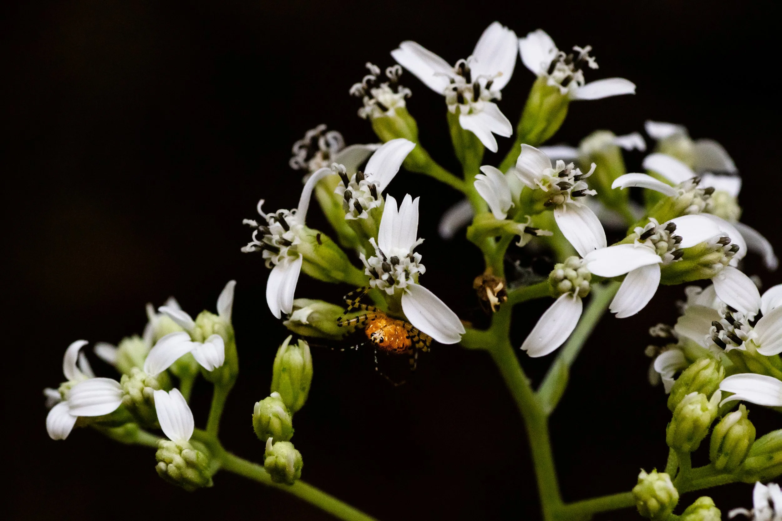 1007 Beautiful Assassin.JPG