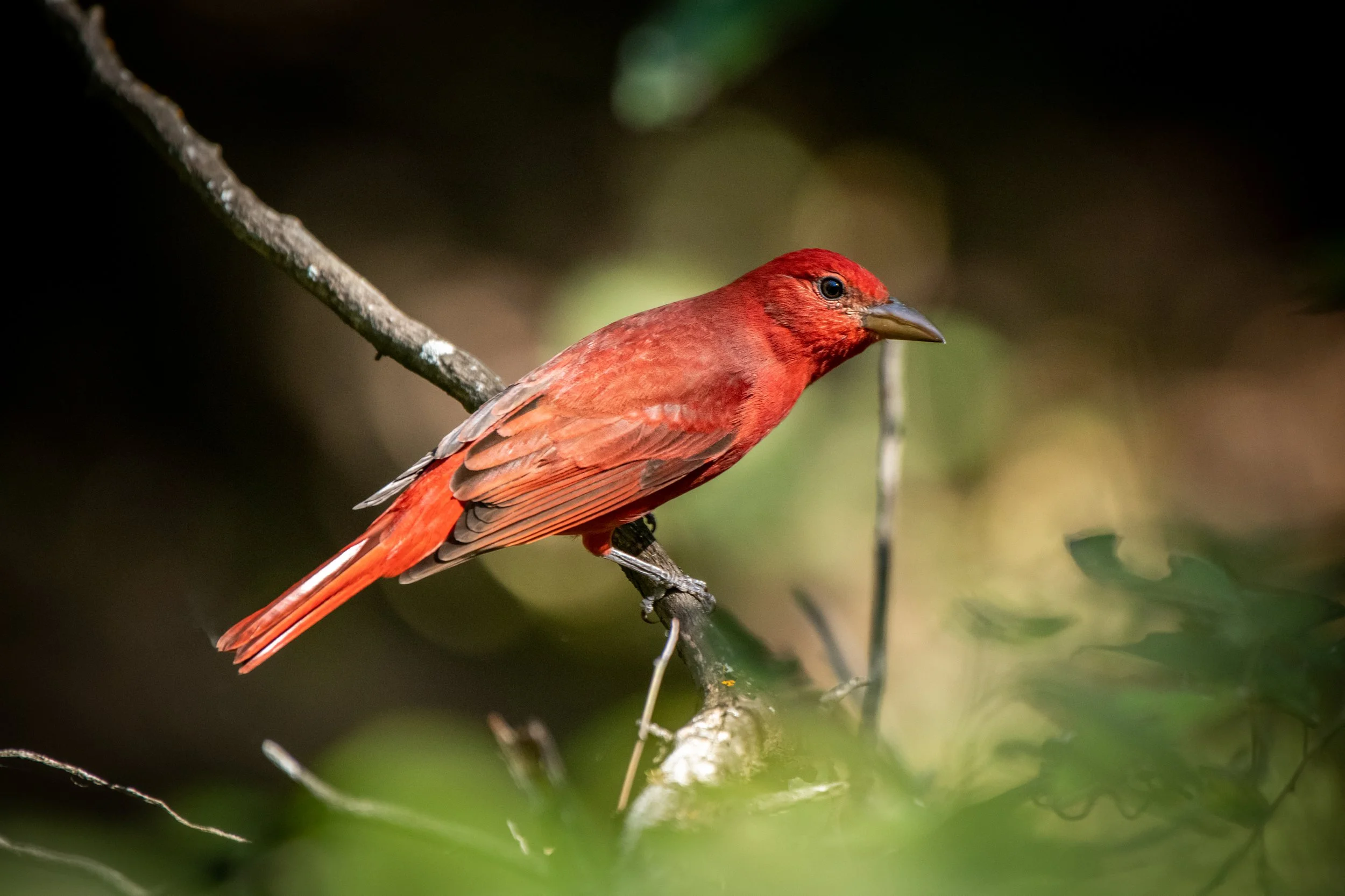1006 Summer Tanager.JPG