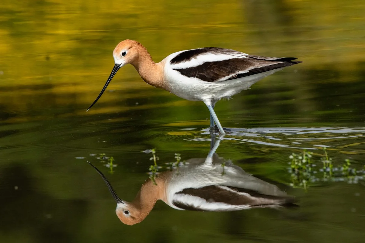 1002 American Avocet.JPG