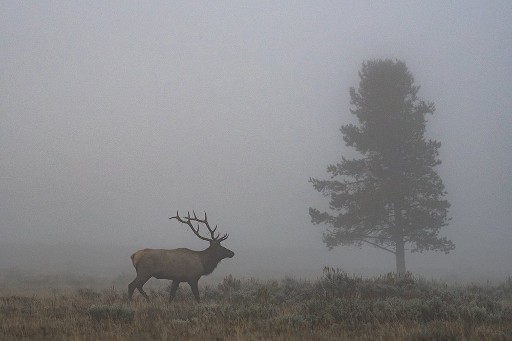 0518 Elk through the fog (2).jpg