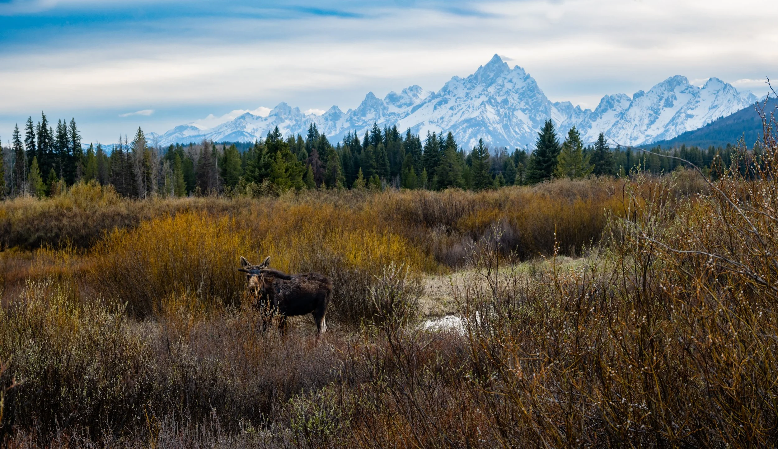 Trip Report - Spring Grand Teton National Park Photo Tour