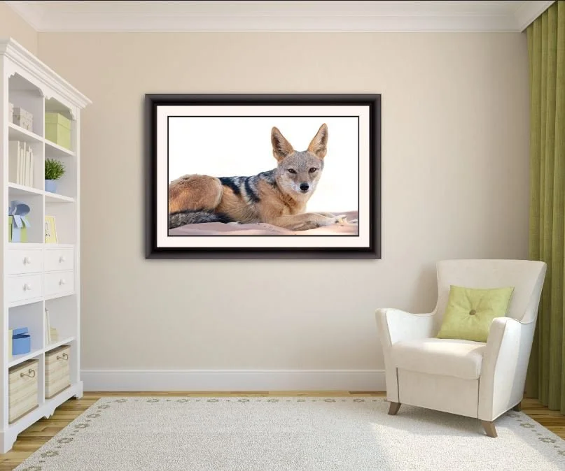 In the Dunes Jackal.JPG