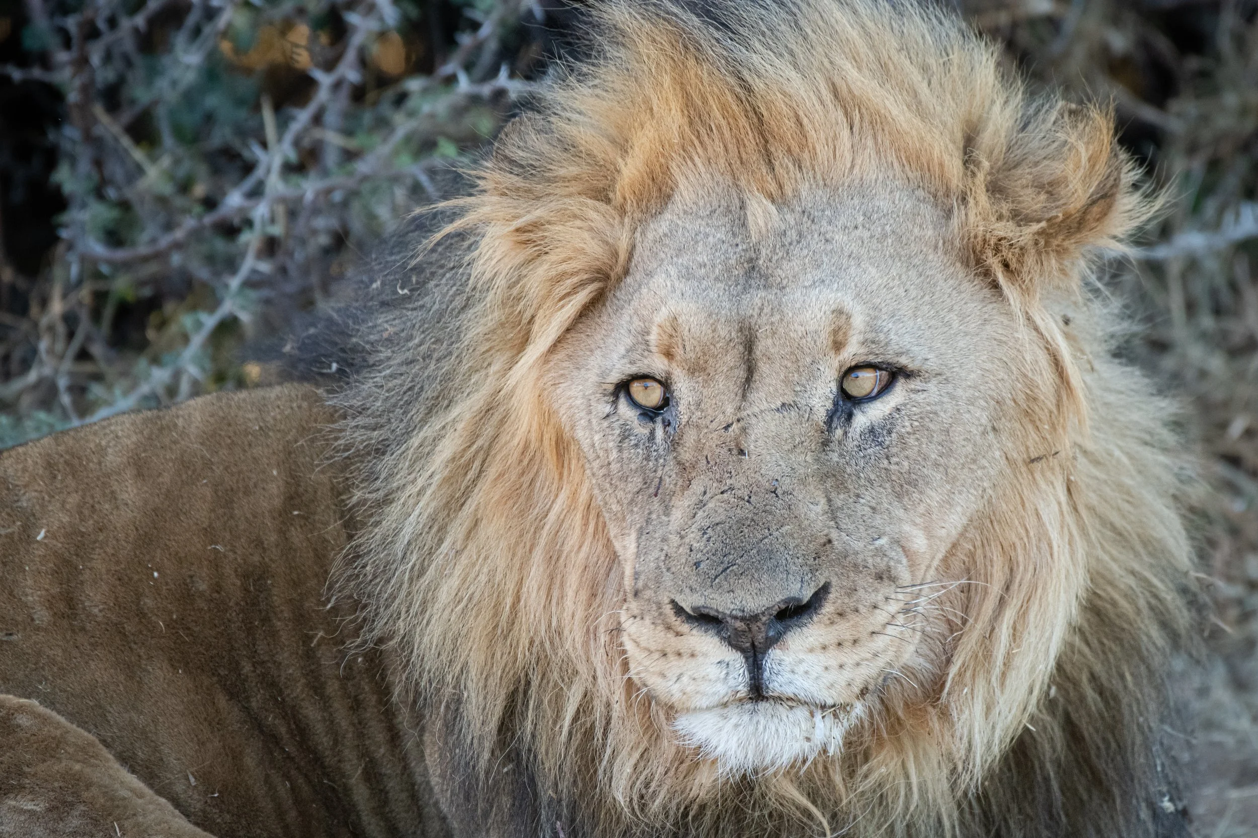 Webinar: Lions, Tigers, &amp; Bears - Tips for Photographing the World's Most Dynamic Mammals - FREE
