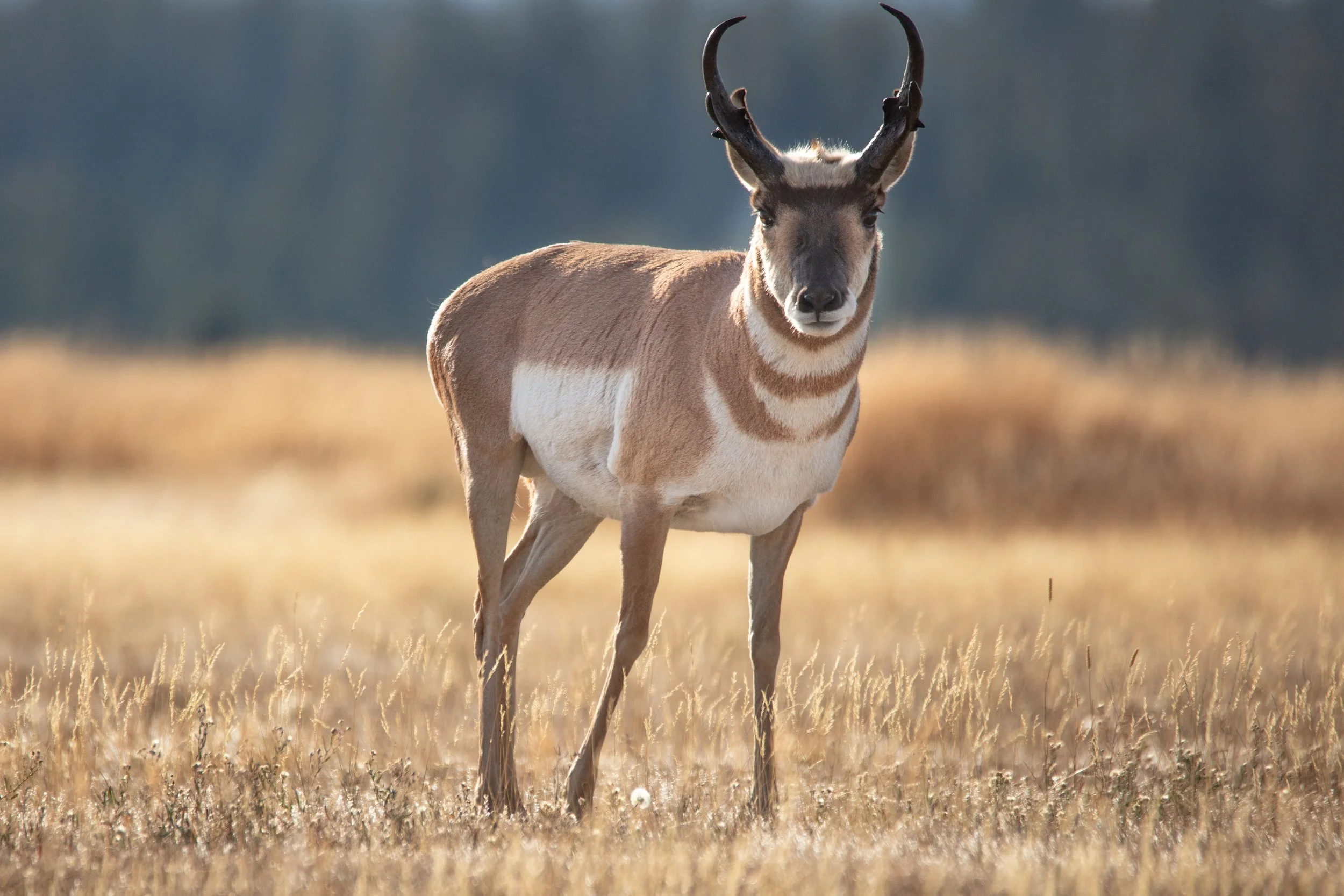 FREE Webinar: Journey to Grand Teton National Park