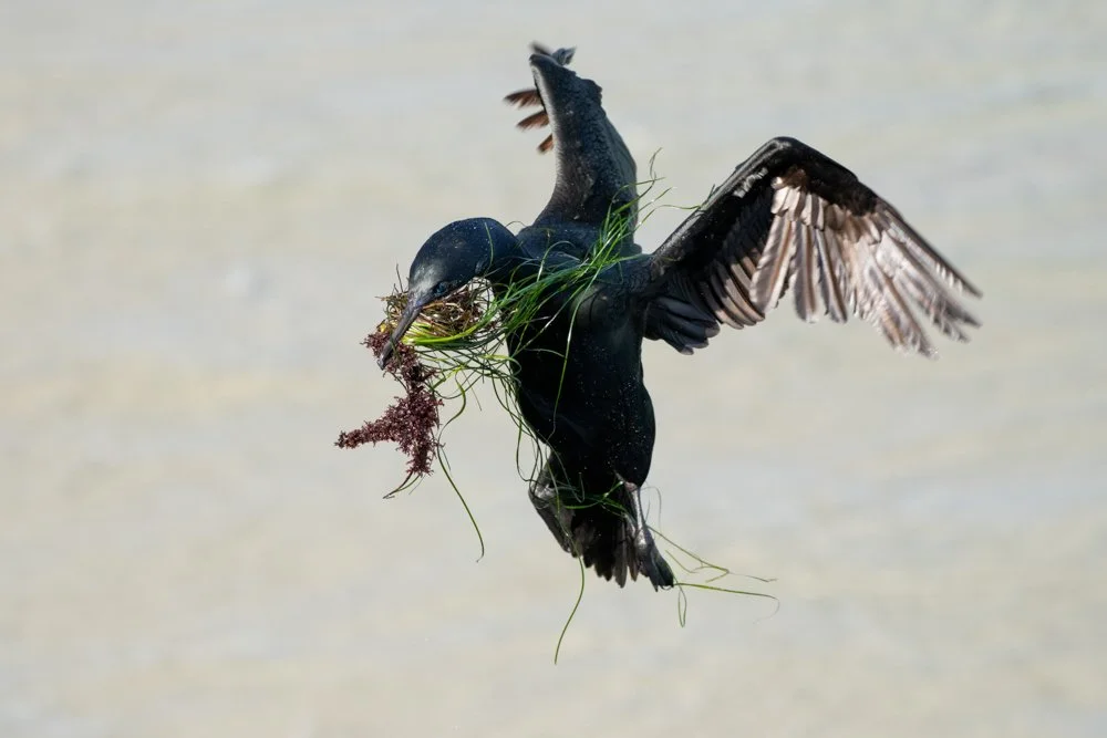 Webinar: Take Flight - Learn How to Photograph Birds in Flight - FREE