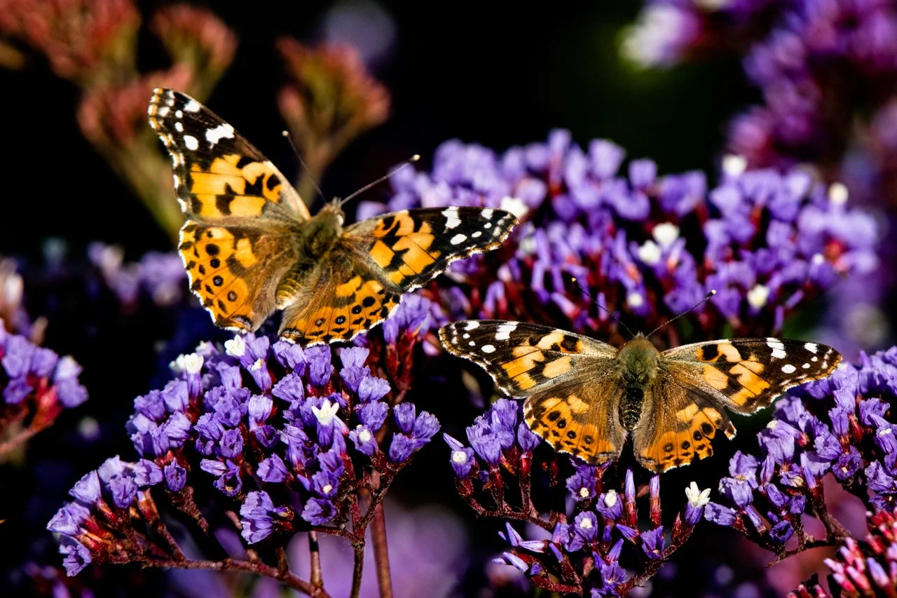 Insects — Experience Wildlife