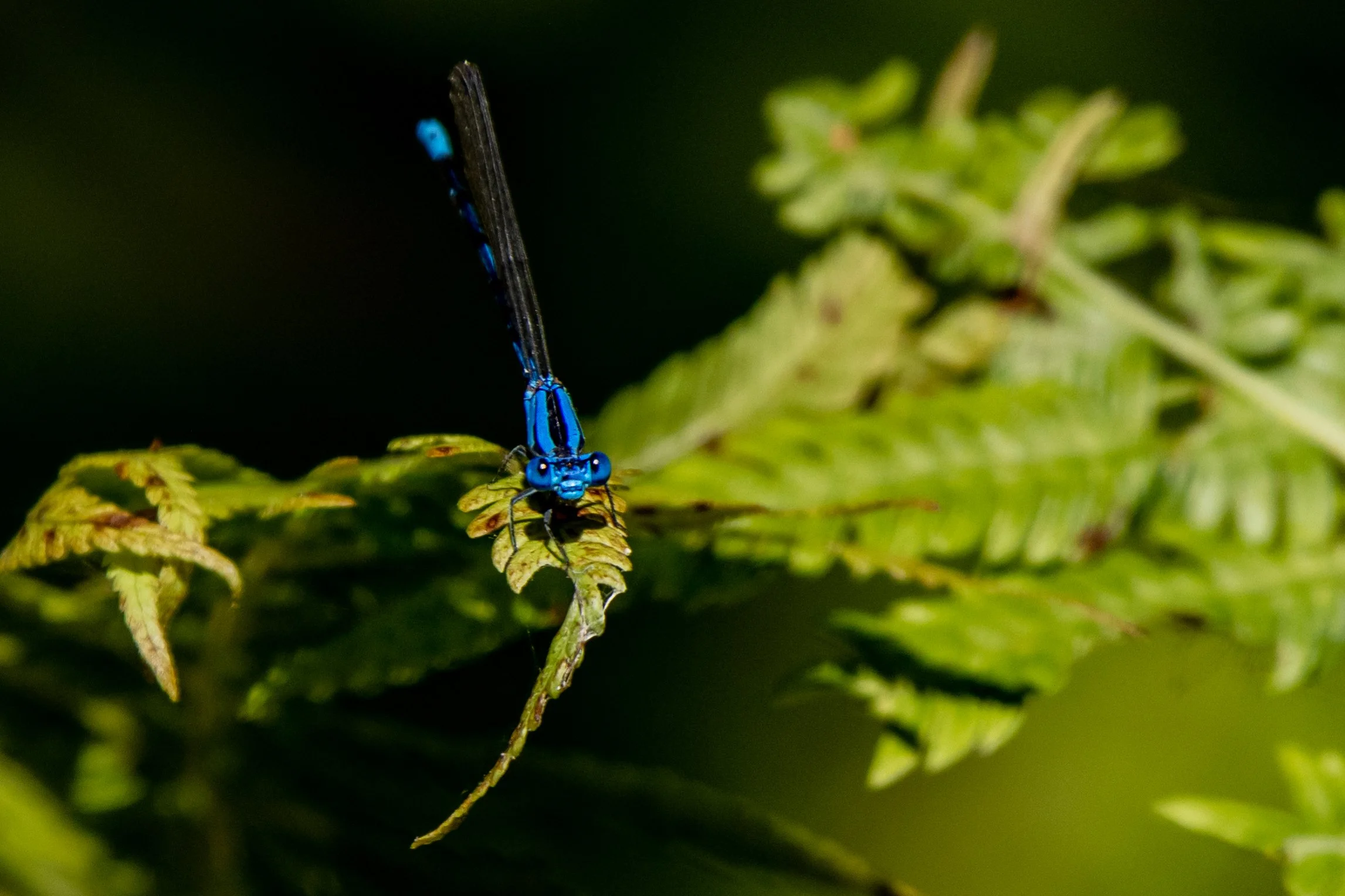 Insects — Experience Wildlife