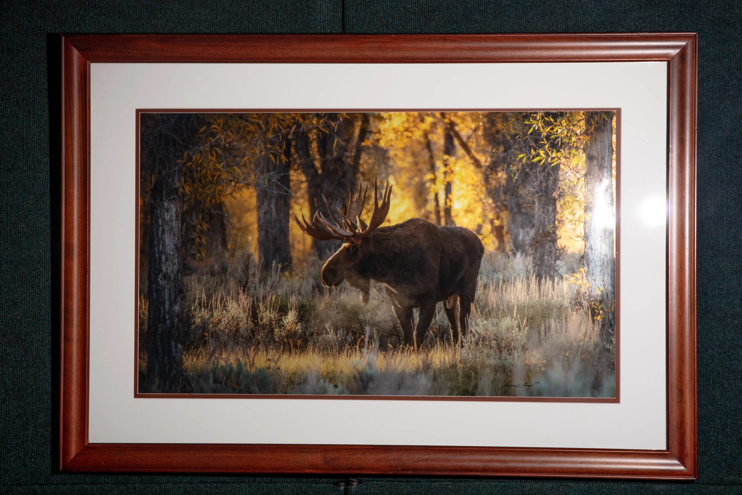 0536 Early Morning Moose Framed 20x30
