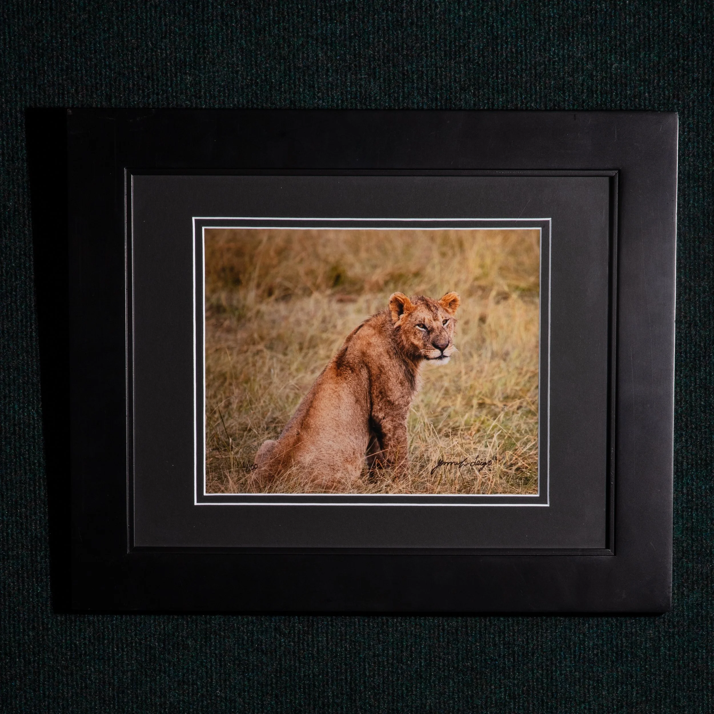 0317 Prince of the Pride Framed 8x10