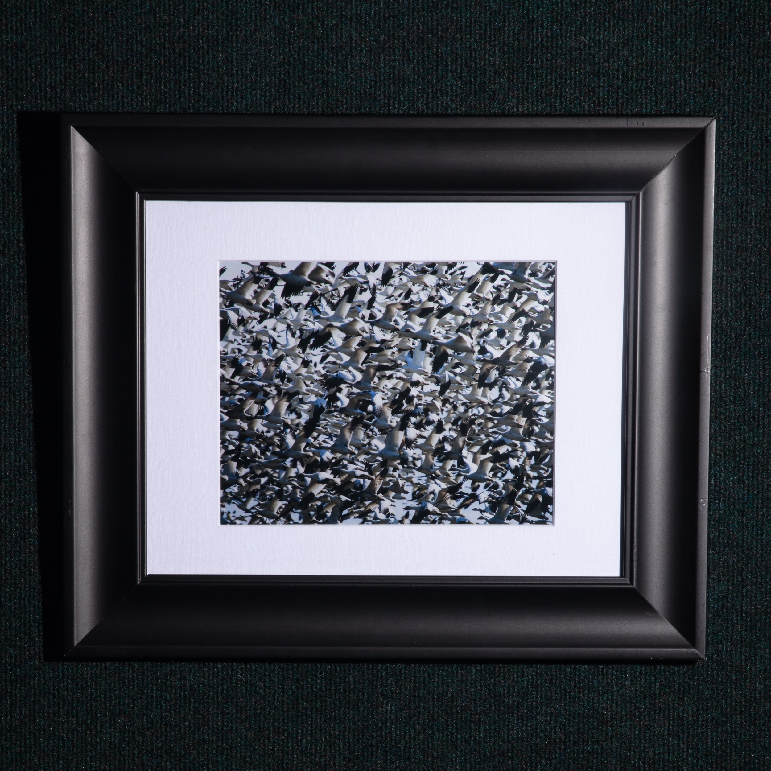 0338 Birds of a Feather Framed 8x10