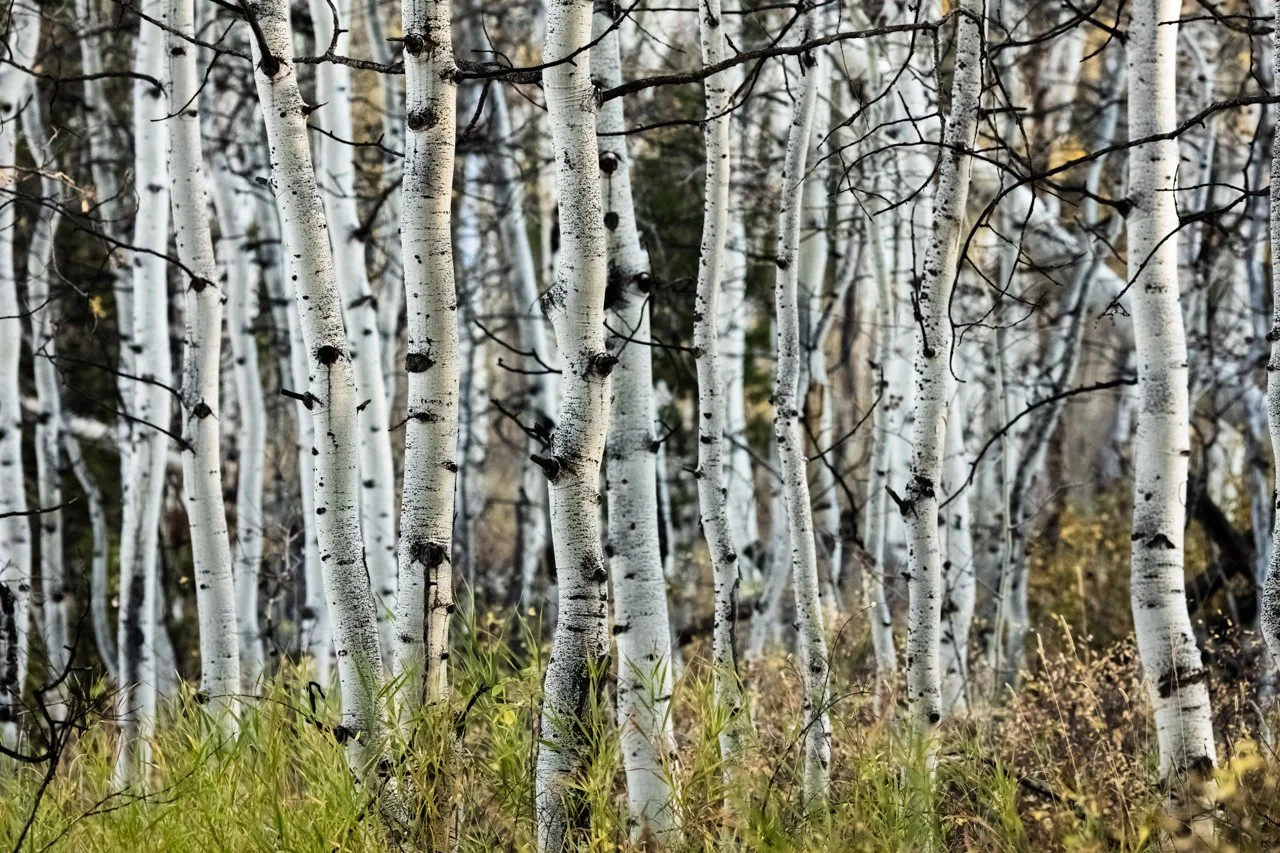 0414 Solitude Metal 16x30