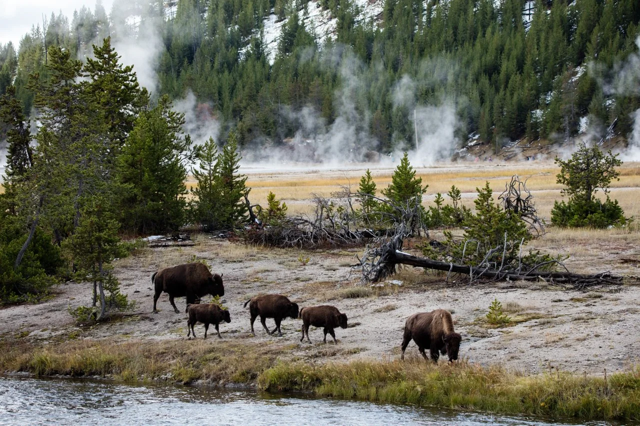 0644 Bison From Another Time 11x14 Metal