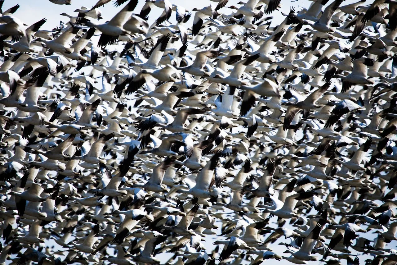 0338 Birds of a Feather Metal 8x12