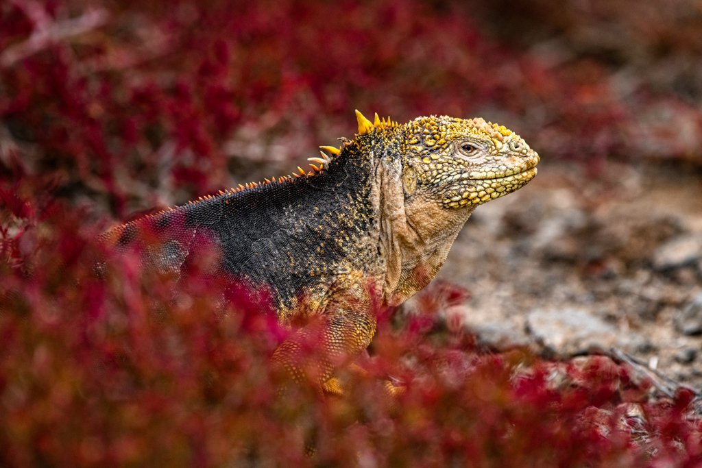 GALAPAGOS 2024: Wildlife &amp; Photography Adventures