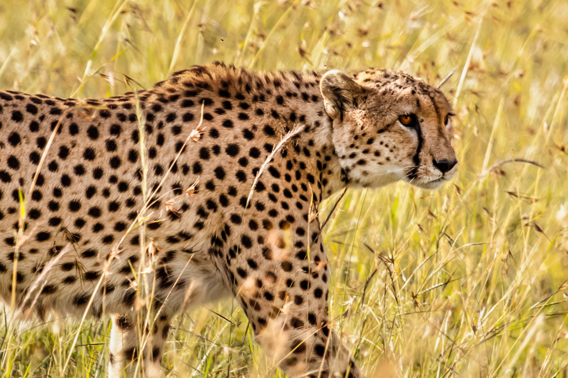 Cheetah 23.JPG