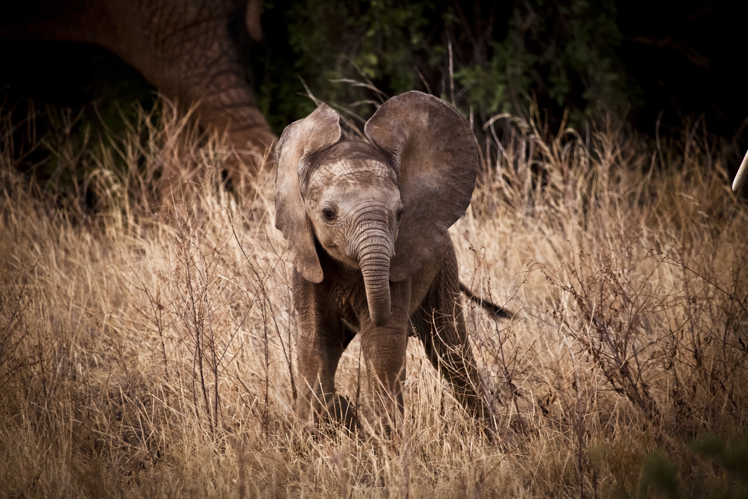 Baby Elephant 1.jpg