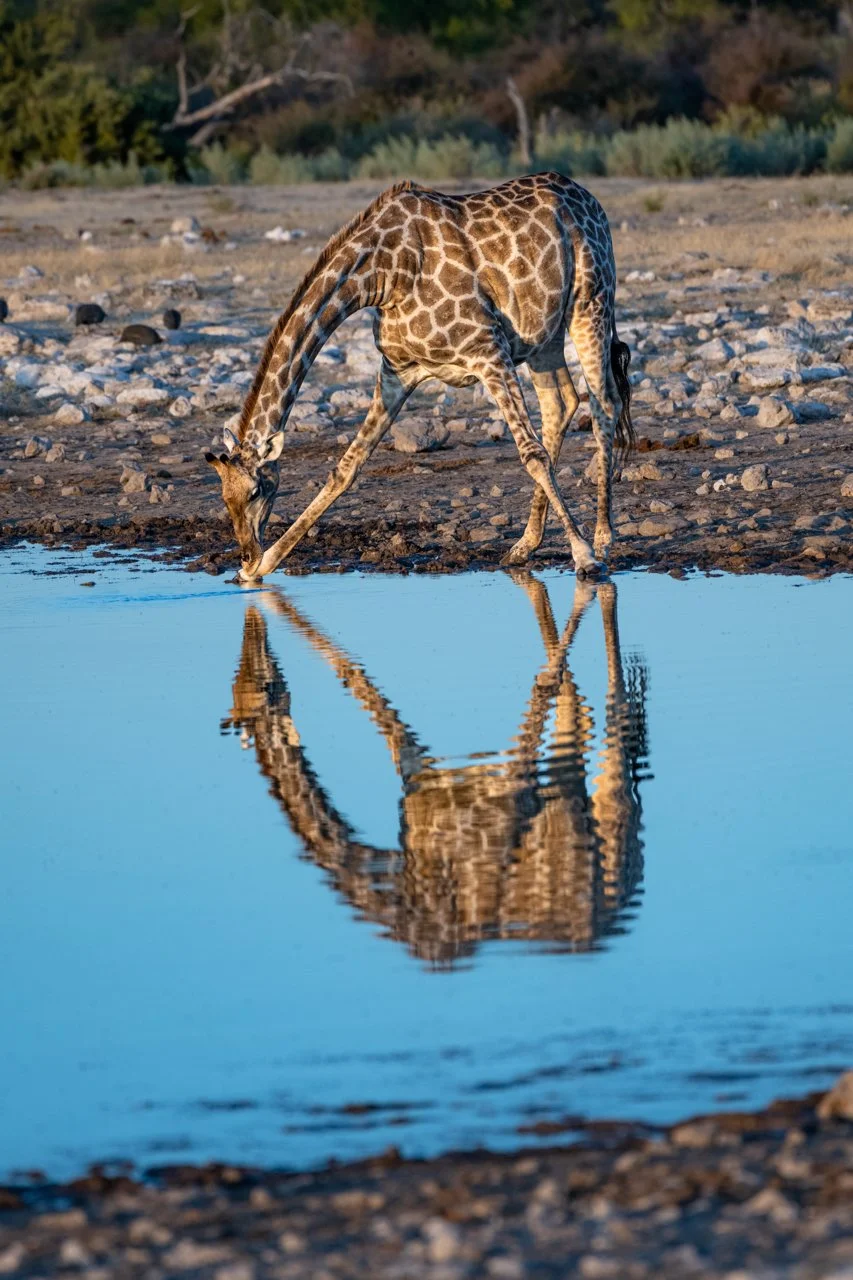 1051 Giraffe Reflections.JPG
