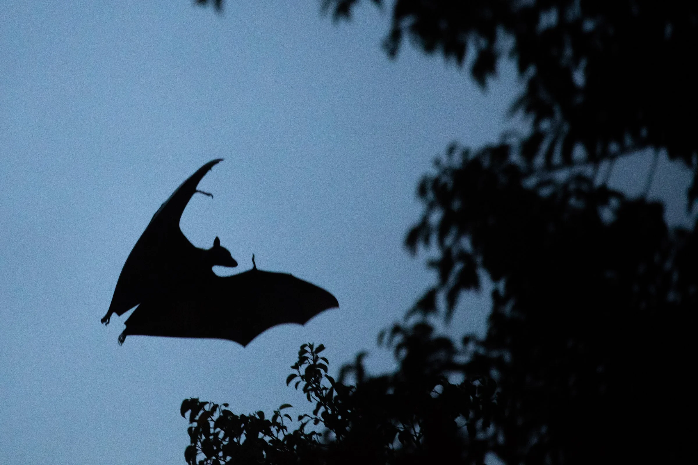 0544 Flying Fox — Experience Wildlife